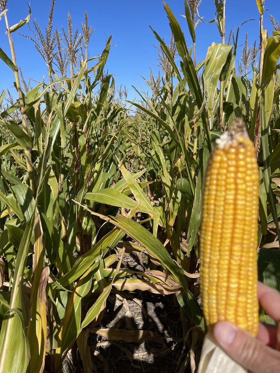 PecoAz's tweet photo. Ambiente Loma alta con pendiente del 5,5-6 % hace pocos años no pensábamos que se podía sembrar maíz 🌽 con buenos resultados en estos ambientes. #MaizTardio #LaRevolucionDelMaiz #AhTech #BIOTech @PPlantingARG @FieldViewArg https://t.co/SDdsGeSvME