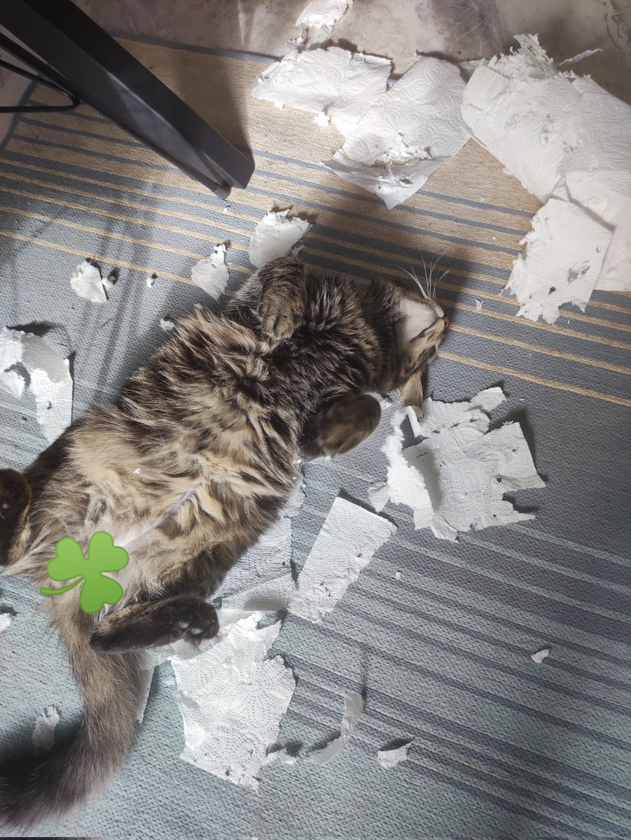 ectdev's tweet photo. kağıt havlu gördüğü yerde şu şekil saldırıp bi de kızınca şirinlik yapıyor, merak ediyorum bi tek benimki mi böyle cidden #kedi https://t.co/iWGca4leAG