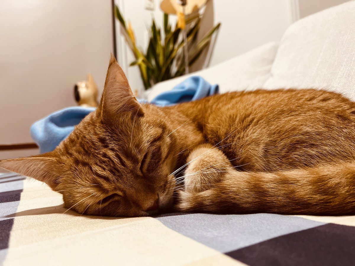 ginger_bobbie's tweet photo. Good night! https://t.co/mAieHUExsa