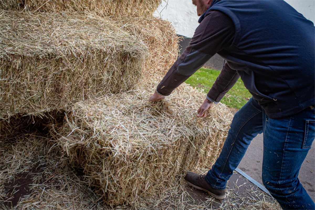 FrankInnsEquine's tweet photo. At Frank Inns, we take the hard work of stacking your delivery off your hands. Simply let us know when you need it and where it needs to go on site and we will sort it.

#horseracing #horse #horses #thoroughbred #horsesofinstagram 

More info here - https://t.co/gey9vXuLqe https://t.co/D1LLwsp8ww