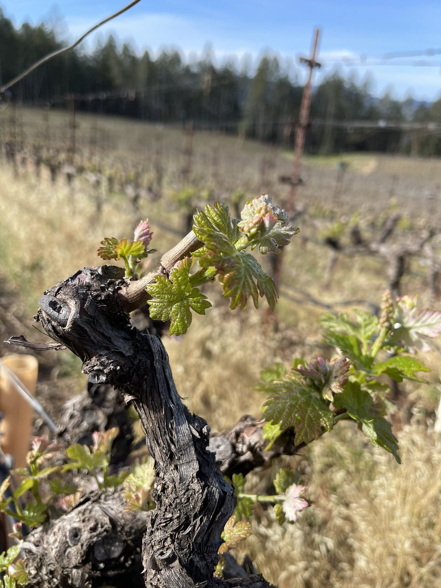 A closeup to Budbreak!   #napavalley #howellmountain #cabernetsauvignon #zinfandel #cheninblanc #estatevineyards #mondavisisterscollection #femaleownedbusiness #wbenccertified