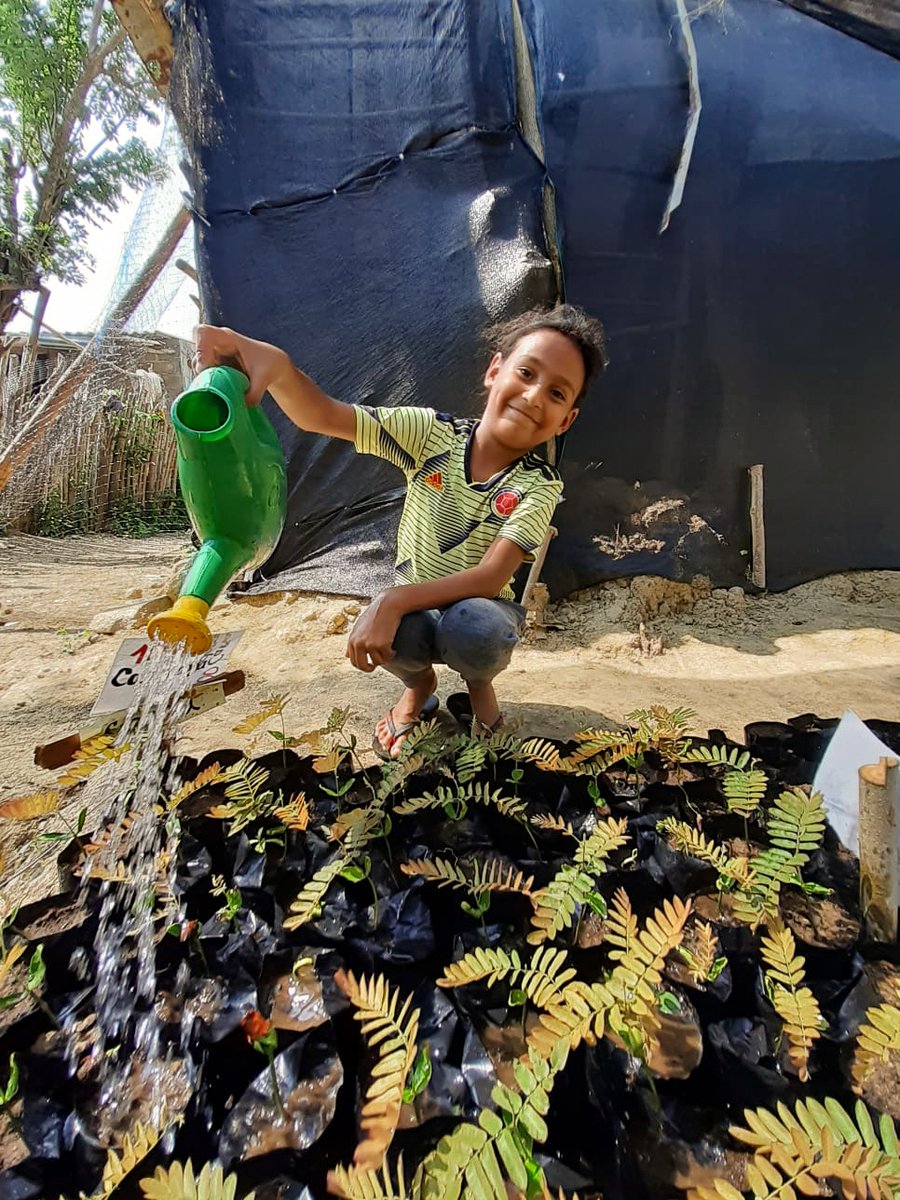 EnvolVertLatino's tweet image. Desde febrero de este año, 22 niños y niñas de la escuela de Aguas Vivas, en Piojó (Atlántico), participan cada semana en el proyecto de reforestación de su corregimiento. Gracias a estas actividades han aprendido a reconocer las especies del #BosqueSecoTropical😍🌱🌳
#EnvolVert