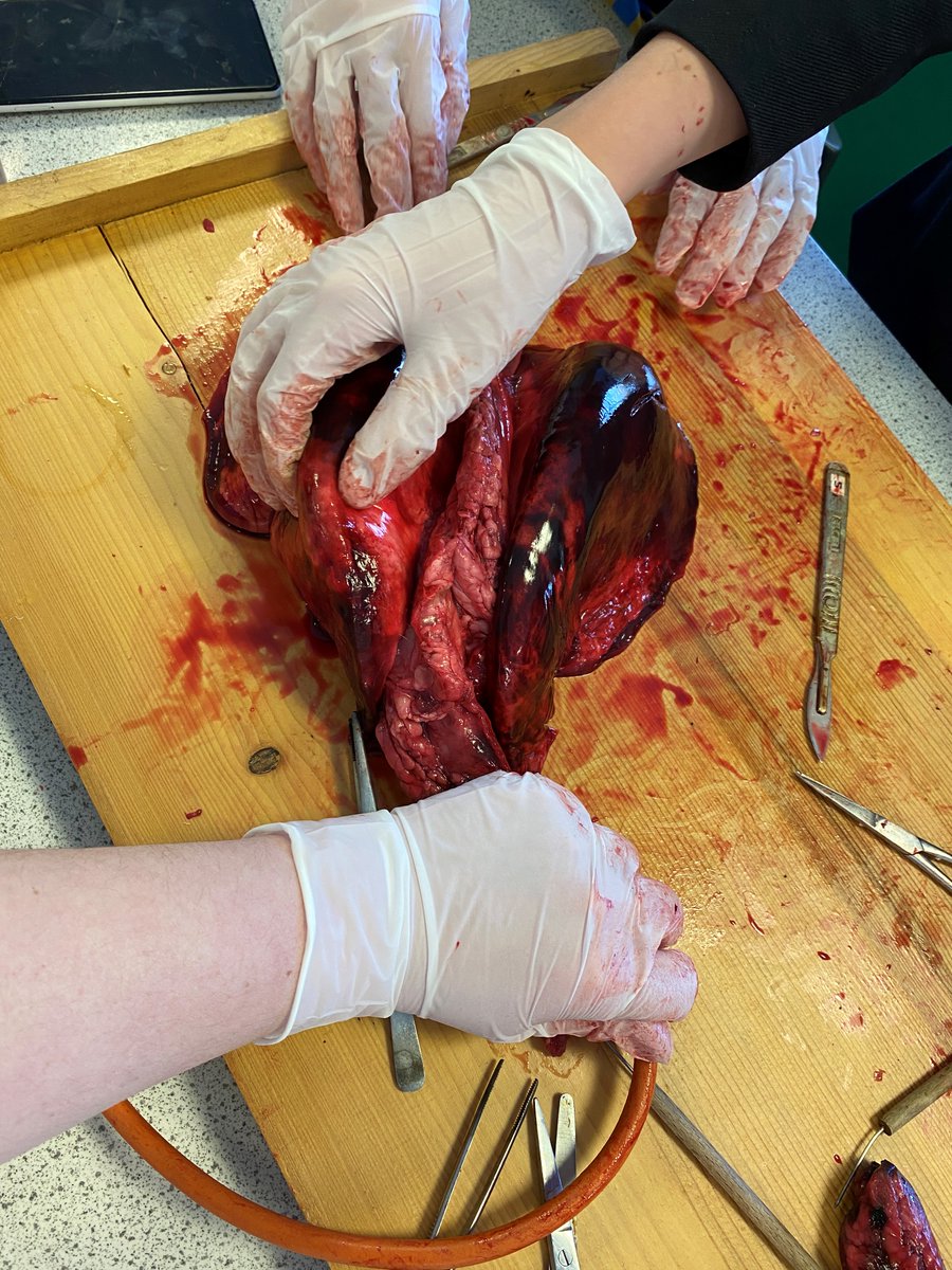 stw_science's tweet photo. Lungs 🐏 #DissectionClub #Biology https://t.co/C0fkrhdT9j