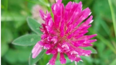 agriculture_ie's tweet image. The Red Clover Silage Measure has been launched

This follows the package measures announced last week to provide support to Irish farmers

🗓️Apply through agfood.ie by Thursday, April 14

📍gov.ie/en/press-relea…