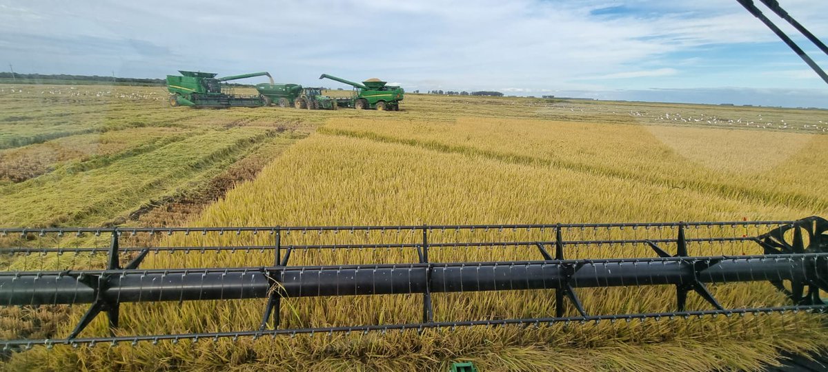 hectorolanocom1's tweet photo. Tiempo de Cosecha en EG - ARROZ z21/22 https://t.co/dXjGvVPkly