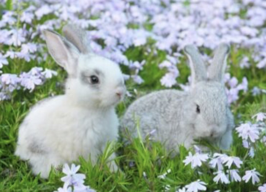 TheMysticsPod's tweet photo. Rabbit rabbit! Speaking of rabbits, don’t miss Margee‘s story in our most recent podcast, which begins, “The rabbit died.” Don’t worry, no rabbits die.￼  Happy first day of April!￼ https://t.co/7hheRuzHKC