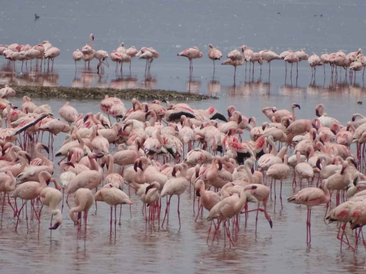 KWSKenya's tweet photo. Why are flamingos pink?

Good News; Flamingos are finally back at Lake Nakuru National Park.

Why not Zuru the Park and mingle with the flamingos with family and friends over this Easter period.

Photo credit: The Cliff Hotel

#ZuruKenyaParks #ZuruLakeNakuru https://t.co/hCXu24qySE