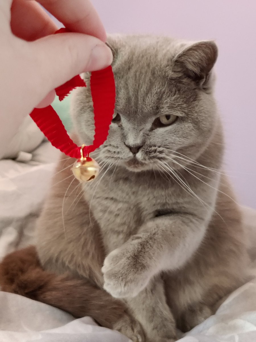 Humpherdinks's tweet photo. Must get the bell 😼 have to play indoors on this windy day 😿😸 #britishshorthair #CatsOfTwitter #FridayFeeling https://t.co/7XnYzuRJjw