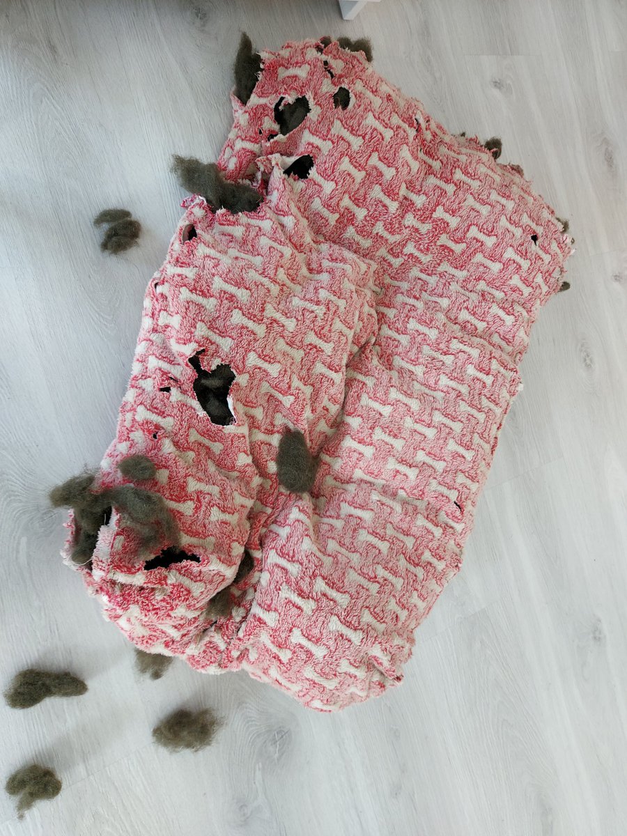 Hello, fellow dog parents. Any suggestions about how to teach Era not to eat her beds? She's currently on bed #6 ó 7 (in 1 year and 3 months)