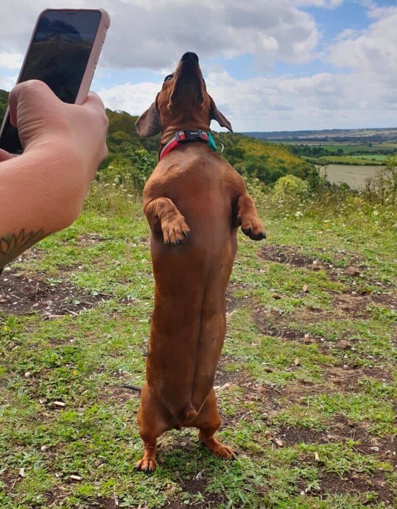 This is Herbert. Today he was officially named the longest wiener dog in the world. He’s nearly 3 feet in length, a full foot longer than your average dachshund. 14/10 very impressive Herbert