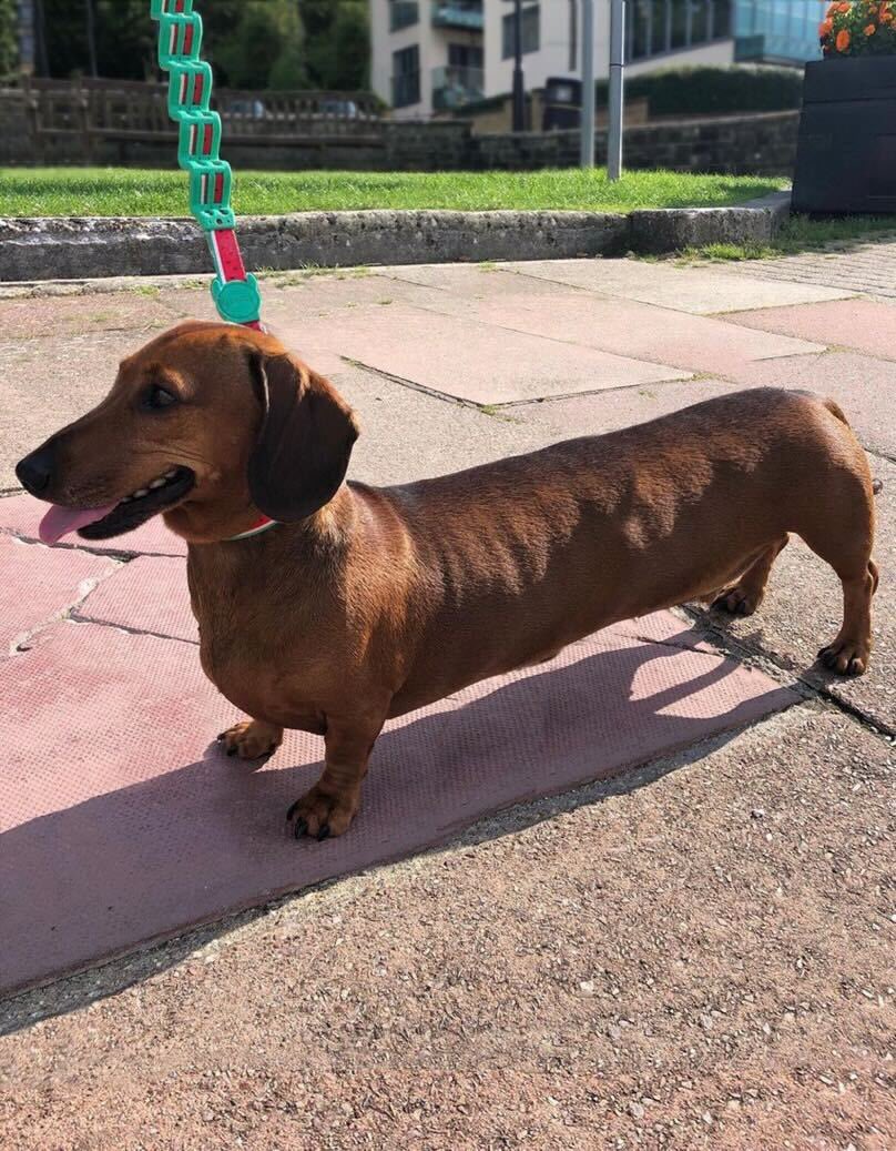 what is the longest dog ever