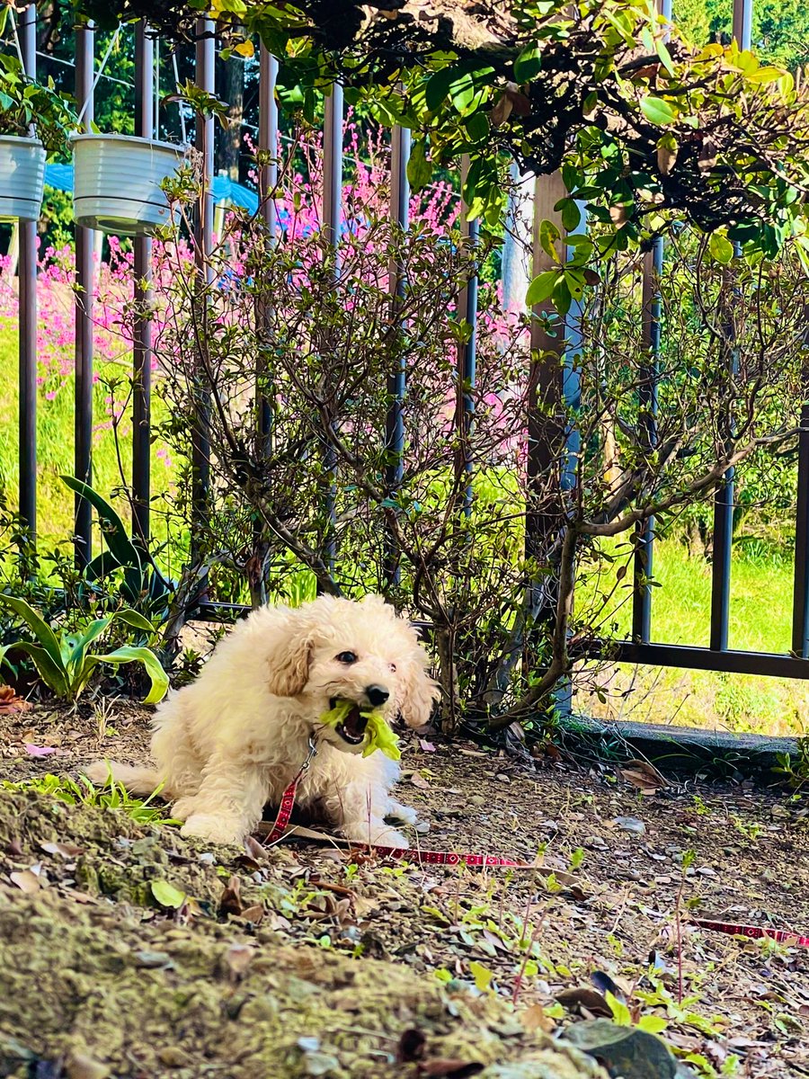 犬はキャベツ大好き なぜかキャベツに夢中なワンちゃん達 Cureco Beta