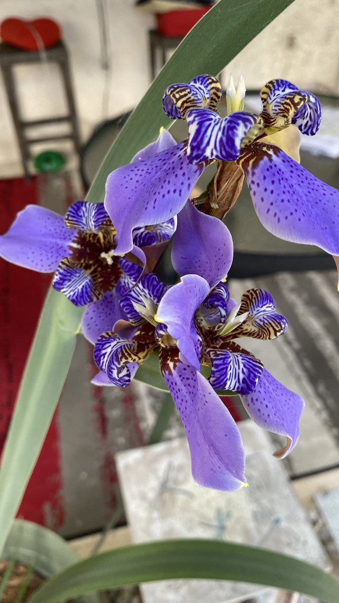 DianeEarnhardt's tweet photo. @bluesanctuary1 Happy April and Weekend to you Ioana! 4 blooms on one stalk! 😎
🦋💜🦋💚🦋💜🦋💚🦋💜🦋🤗 https://t.co/oAAd7ORGQl