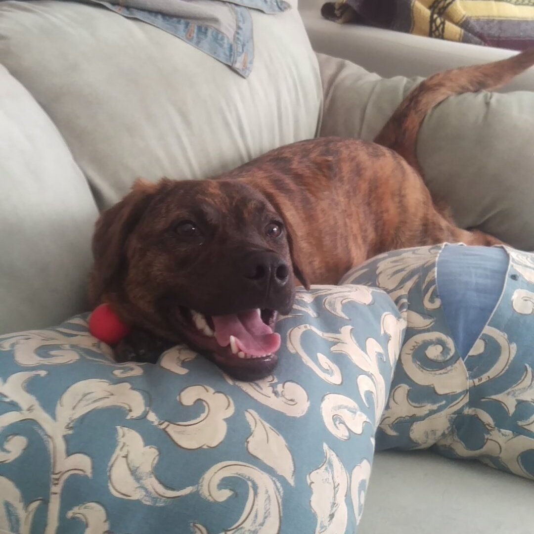 AlisaPajser's tweet photo. @AITA_online Here's my boxer mix shortly after we rescued her (with her favorite toy, tiny red ball). Sending good vibes your way. https://t.co/ft9R5M0GyI