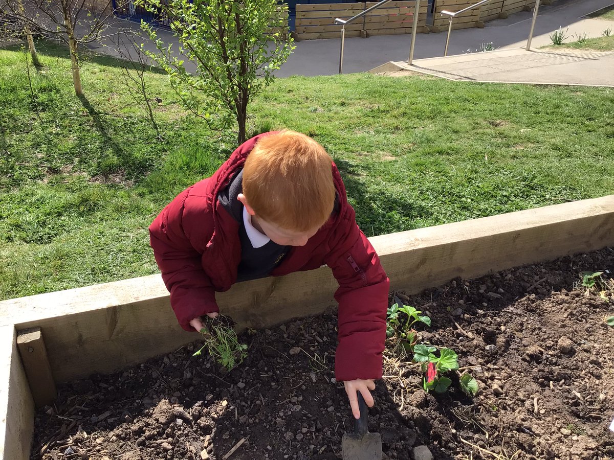ysgolyddraig's tweet photo. #YYDcoch #forestschools planting in our raised beds, cleaning our #muddykitchen and having fun in the sun. @walkinthewild1 https://t.co/t8gMJwjLJw
