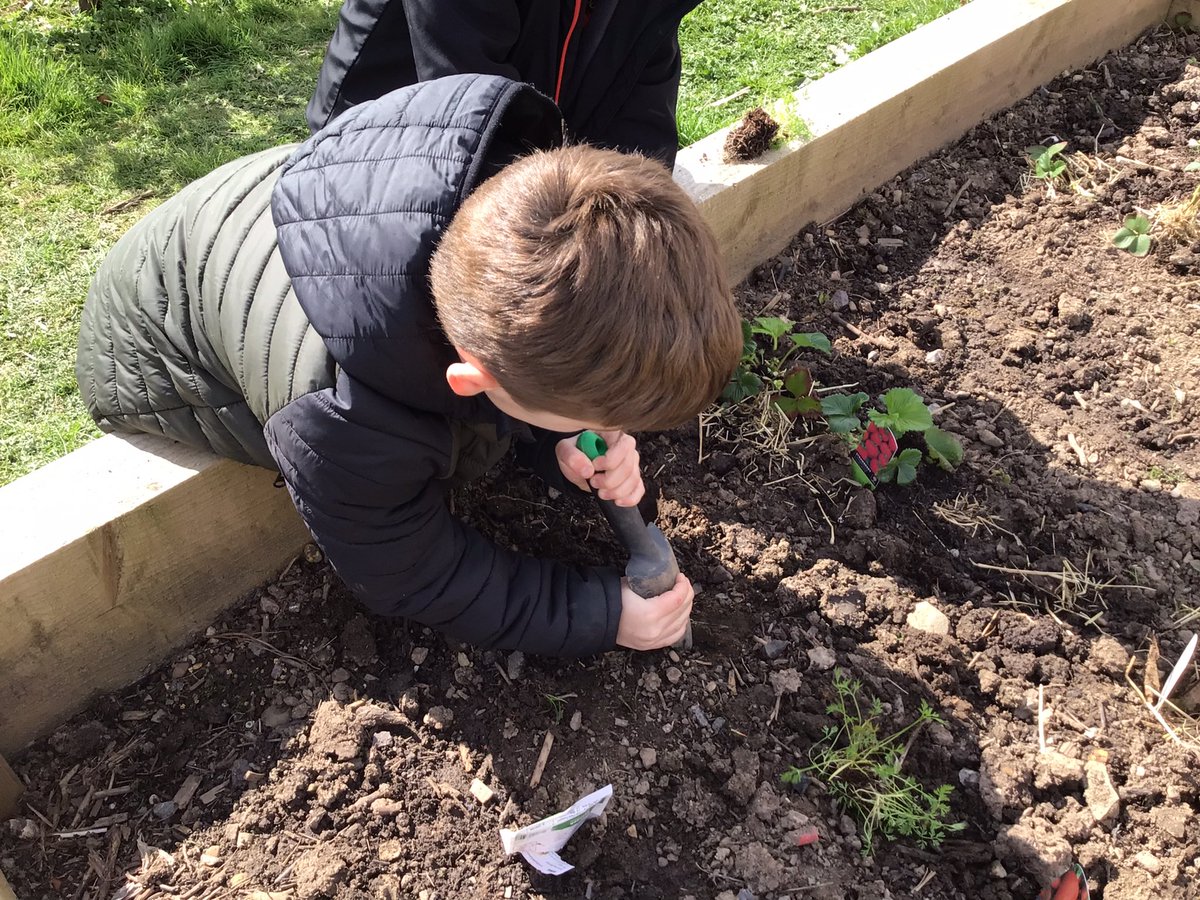 ysgolyddraig's tweet photo. #YYDcoch #forestschools planting in our raised beds, cleaning our #muddykitchen and having fun in the sun. @walkinthewild1 https://t.co/t8gMJwjLJw