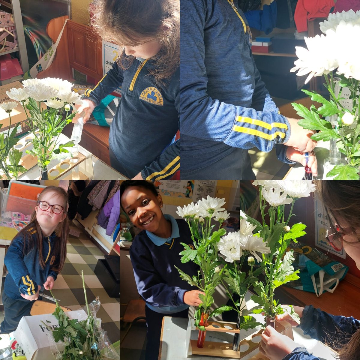 PatrickswellNS's tweet photo. We were inspired by Calmast's Activity of the Week. Snr Infants&First Class are investigating if we can make white flowers change colour by exploring how they absorb water. Check out our predictions&our step by step procedure. #stem #sfi #scienceireland #CalmastWIT @CalmastWIT https://t.co/50Z9Oexkd7