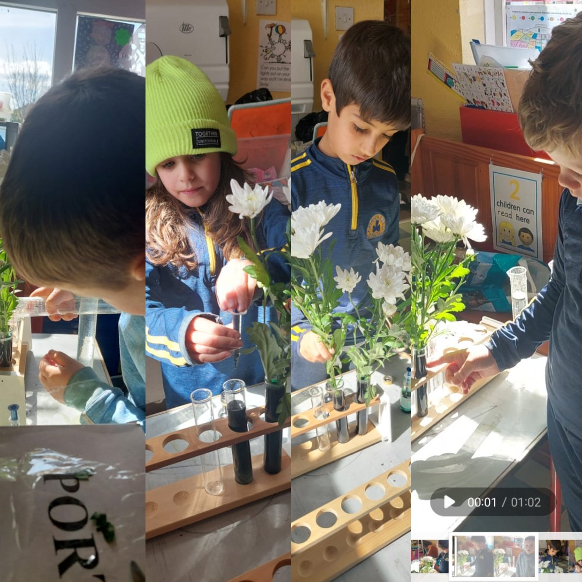 PatrickswellNS's tweet photo. We were inspired by Calmast's Activity of the Week. Snr Infants&First Class are investigating if we can make white flowers change colour by exploring how they absorb water. Check out our predictions&our step by step procedure. #stem #sfi #scienceireland #CalmastWIT @CalmastWIT https://t.co/50Z9Oexkd7