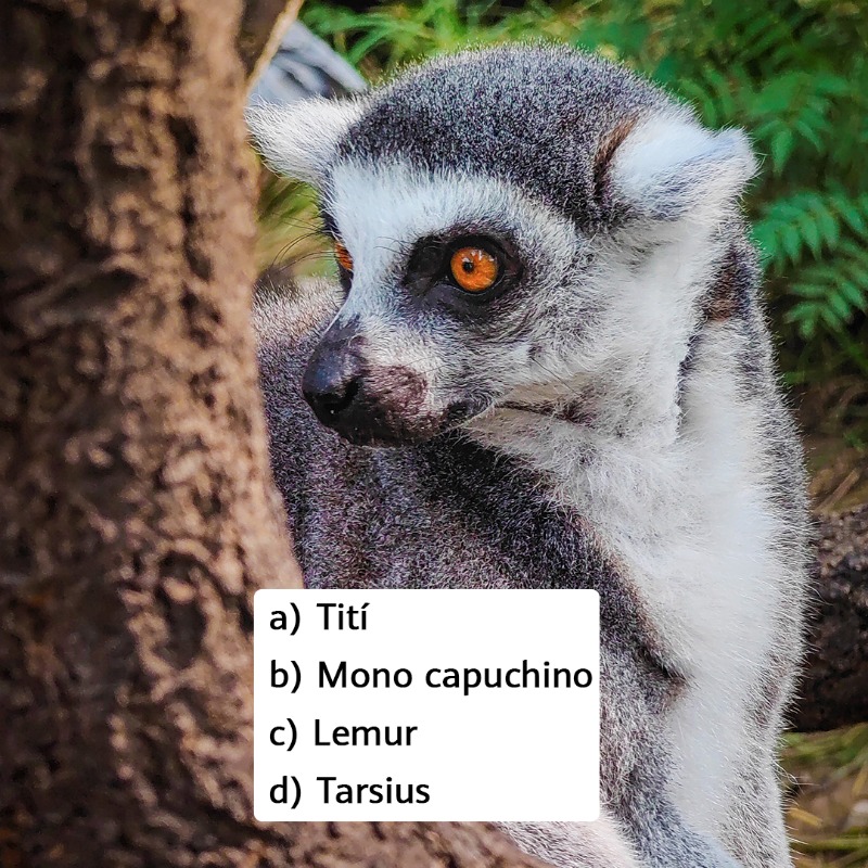 HuaweiMobileESP's tweet photo. 🤨 ¿Ya es viernes?
😋 Eso parece, así que vamos a empezarlo con buen pie.
Hoy, en el #RetoHUAWEI, necesitamos que nos ayudéis a descubrir el nombre de estos animales fotografiados con la cámara del #HUAWEIP50Pro. 🐾
🤔 Dinos en comentarios si lo sabes 👇. https://t.co/o1RjaxIujf