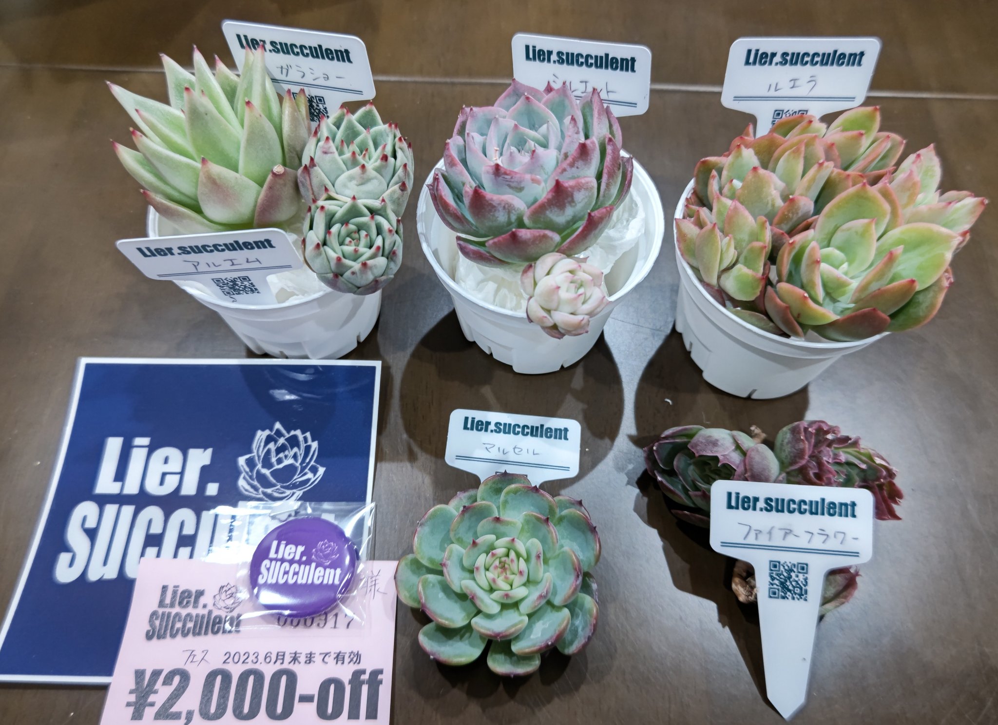 さくら プチコマース４周年記念プレゼントいっぱいセットが到着 可愛い苗達は勿論のこと プラ鉢に割引券 ステッカーまでおまけでついてきてある意味箱いっぱいだった 大切にします プチコマース４周年プレゼントいっぱい リエール苗 多肉植物
