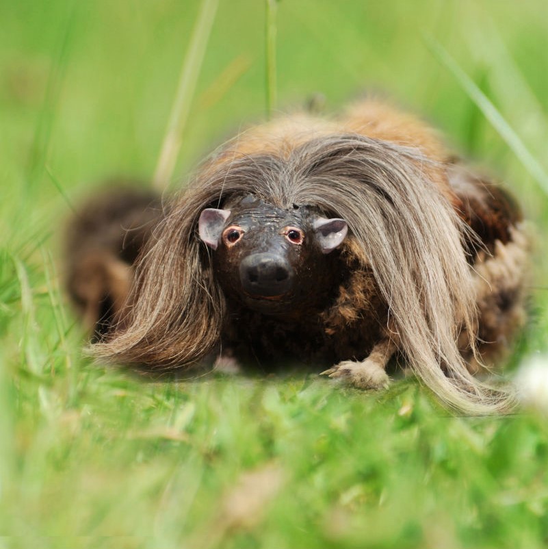 burnscrystal_'s tweet photo. Too much whisky or are you looking at a wild haggis right now? 🥴

Native to the Scottish Highlands, wild haggis is NOT a fictional creature of Scottish folklore and is 100% real. 

🌿 🛒 https://t.co/VOyebwJ3PA

#burnscrystal #whiskyglass #glencairnglass #scottishgifts https://t.co/8rQoxD8Xsr