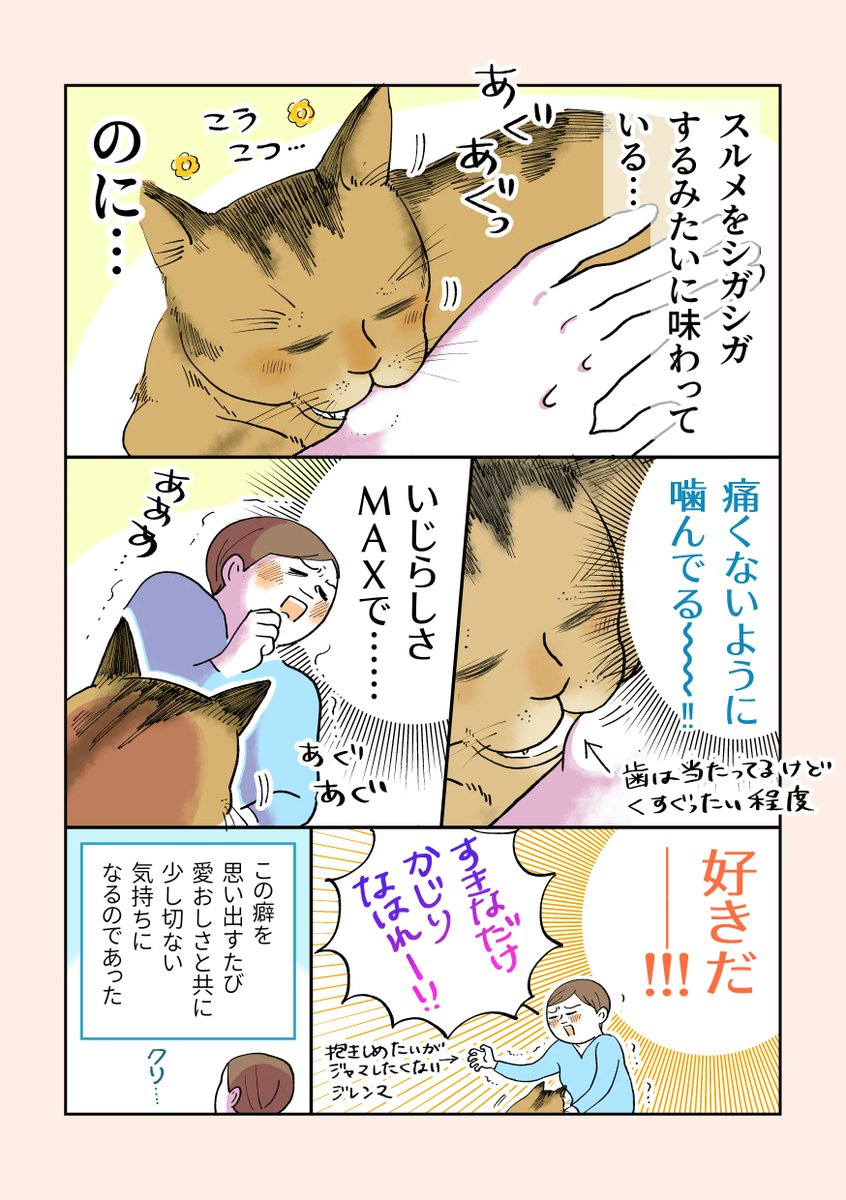 【猫のクリさんのクセの話】(再掲)
気立てのいい、今は亡き愛猫の話です
#漫画が読めるハッシュタグ
#コミックエッセイ