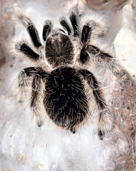 One of my tarantulas https://t.co/5dDfwvbhcR