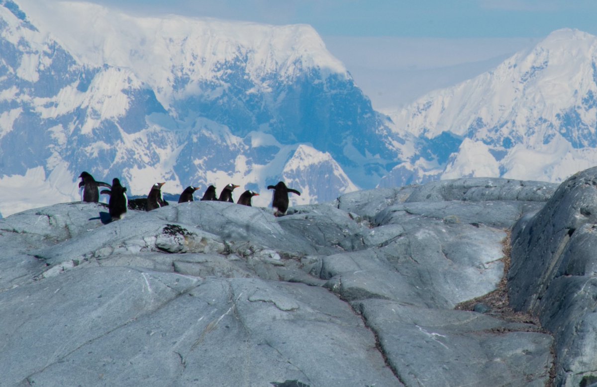 Another Friday, another baby penguin #ClimateStrike
Tweets (or whatever noise a penguin makes) by <a href="/olifro_st/">Oli Frost</a> 
#followbackckimate