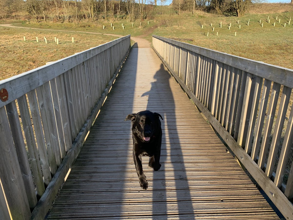 Simbas_Dad1's tweet photo. Morning everyone #dogsoftwitter https://t.co/Dgd0sPAuOR