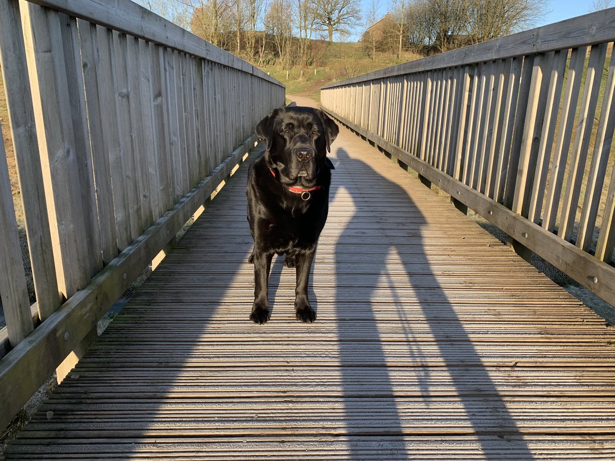 Simbas_Dad1's tweet photo. Morning everyone #dogsoftwitter https://t.co/Dgd0sPAuOR
