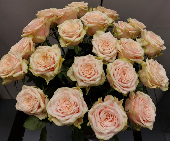 Ger de Brabander tweet media