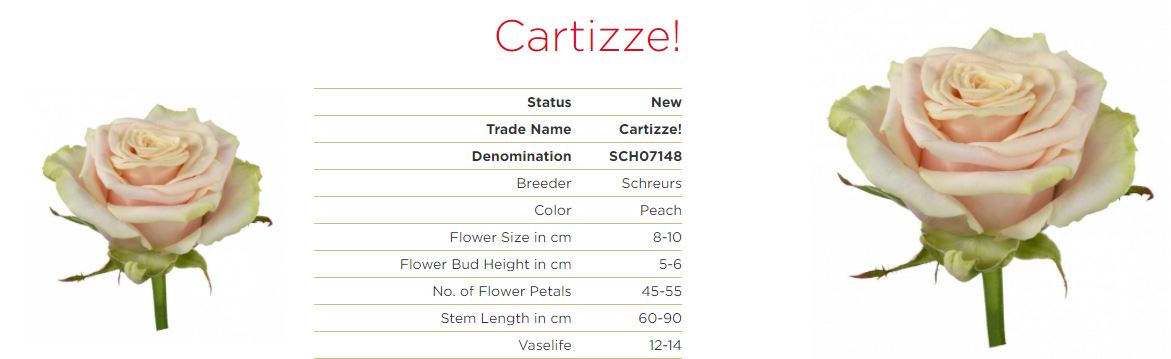 Ger de Brabander tweet media