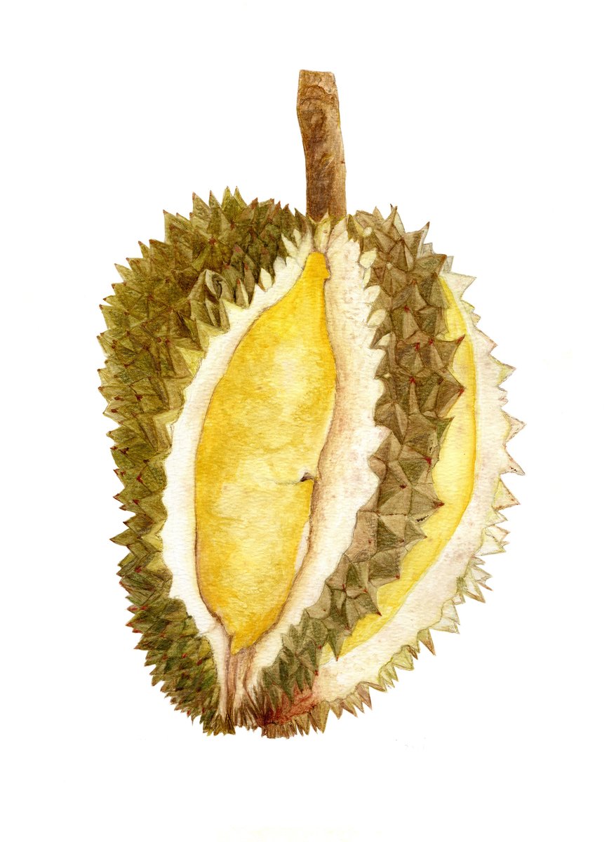 Thank you so very much <a href="/ab0ogee/">🐼 aboogee 🎩</a> for purchasing DURIAN#1. Hope you will "enjoy" it.