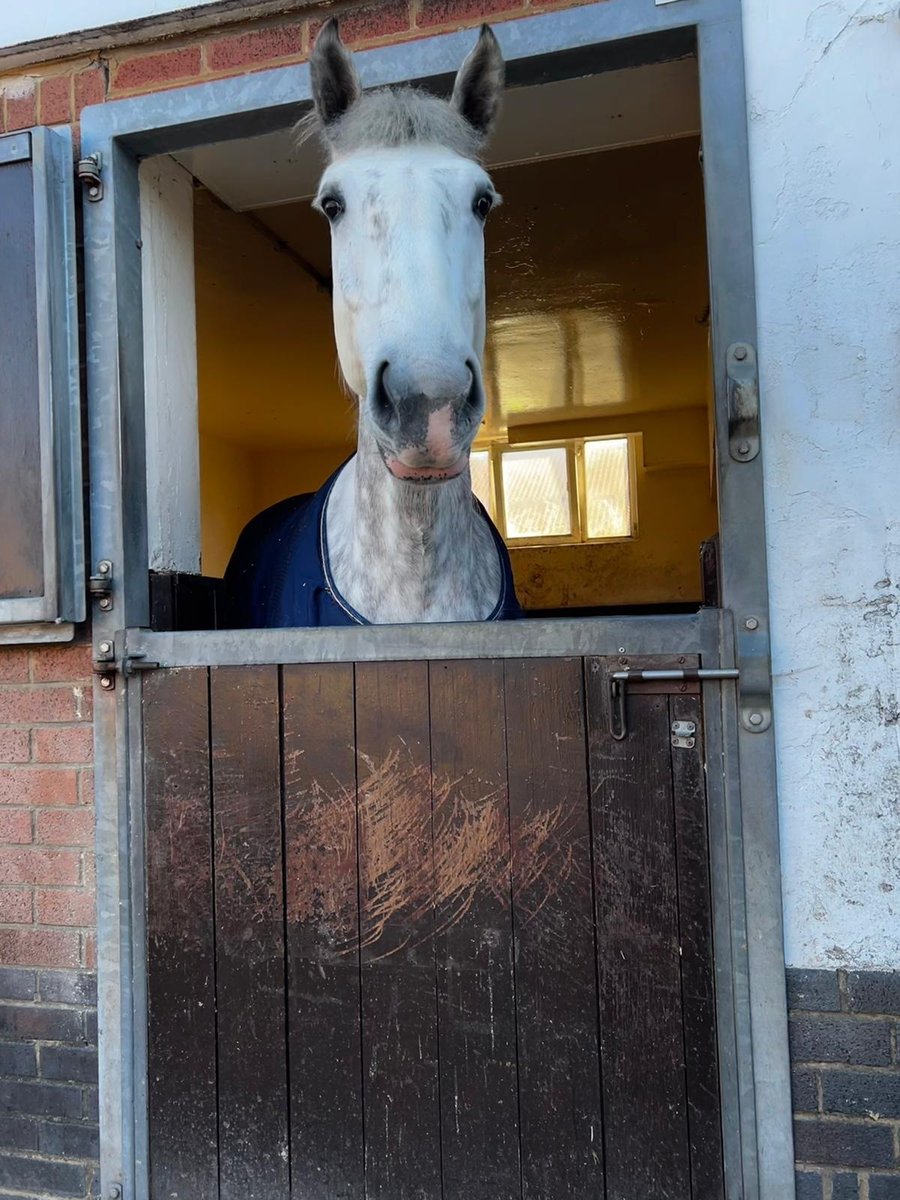 MerPolMounted's tweet photo. APRIL FOOLS……of course she’s grey!
Everyone meet Diamond, she is a 6 year old 17 hands Irish Draught.
She has a very sweet and kind personality and we can’t wait to see her shine in her new role!
#StandTall #NewMerPolPH #PHDiamond #AnotherGrey #NeedMoreShampooOrdering https://t.co/aSrmwUc0yu