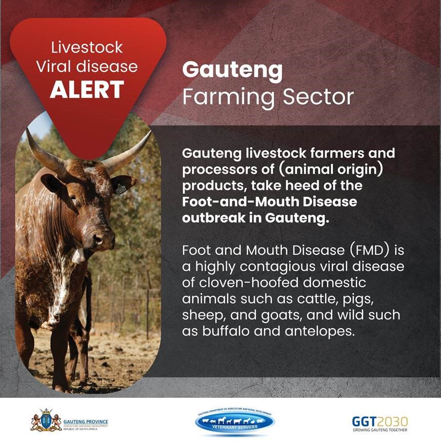OfficialGDARD's tweet photo. 🚨🚨🚨 Livestock viral disease alert 🚨 🚨🚨
GDARD would like to reassure the public that all measures are being taken by the Provincial Veterinary Services to limit the spread of this disease.
#GrowingGautengTogether #GDARDCares 🧵 🪡 https://t.co/AiDivI11nd