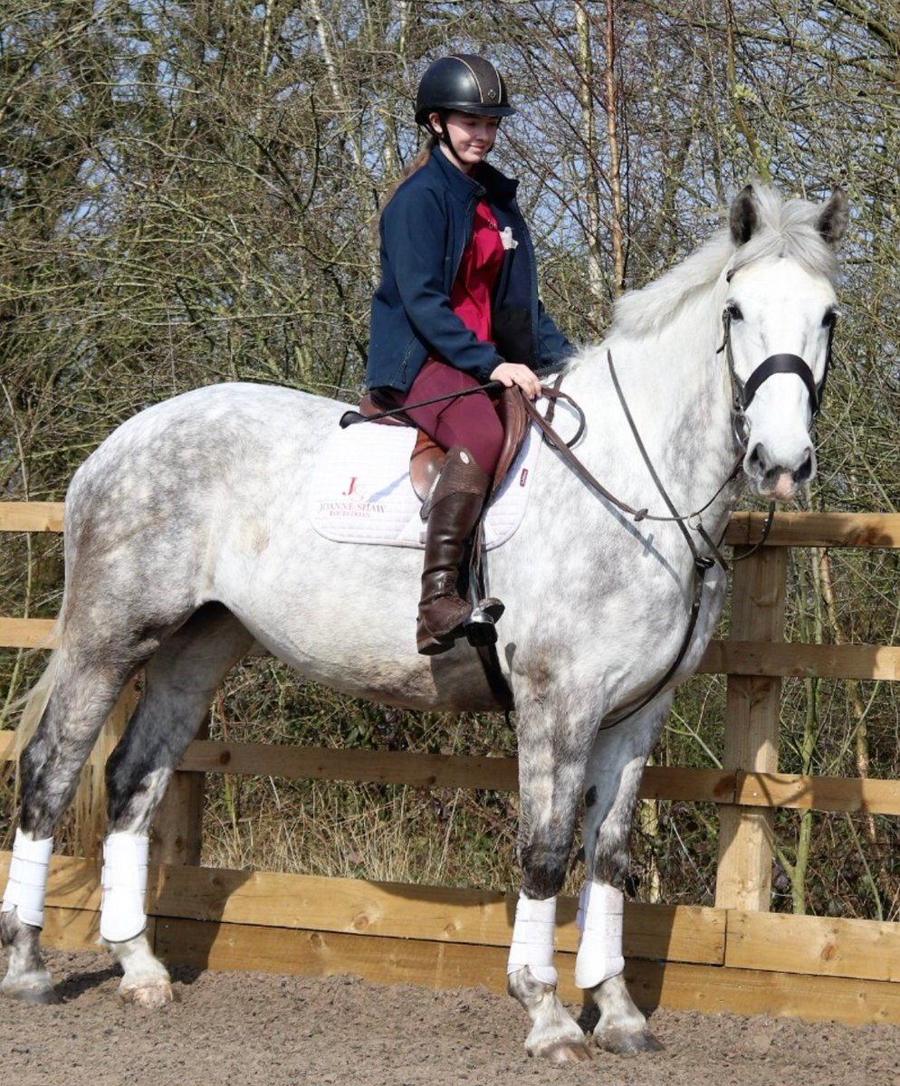 MerPolMounted's tweet photo. APRIL FOOLS……of course she’s grey!
Everyone meet Diamond, she is a 6 year old 17 hands Irish Draught.
She has a very sweet and kind personality and we can’t wait to see her shine in her new role!
#StandTall #NewMerPolPH #PHDiamond #AnotherGrey #NeedMoreShampooOrdering https://t.co/aSrmwUc0yu