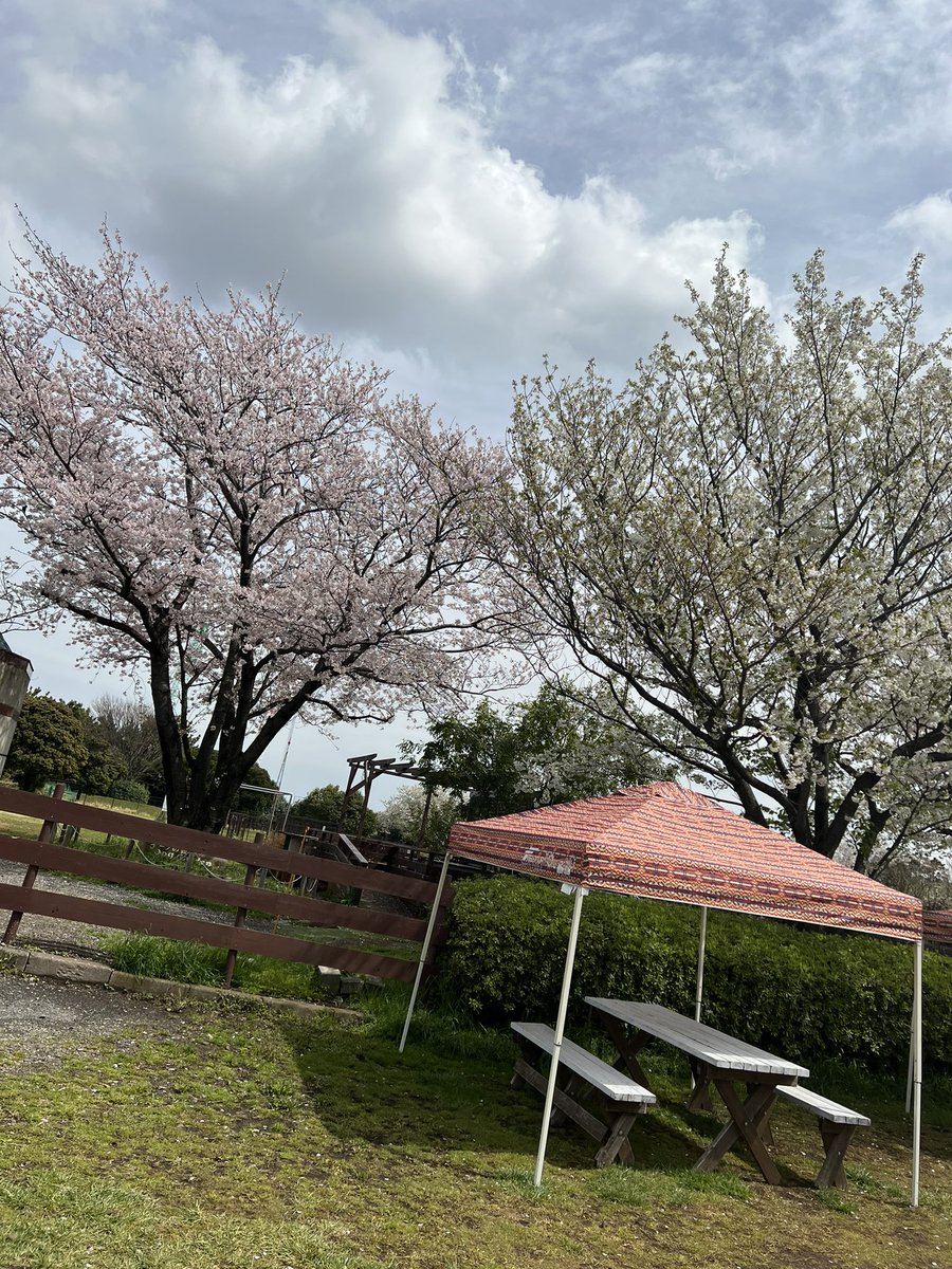 tirosandancer's tweet photo. お花見バーベキュー🌸
ありがとう😊
ちょっとだけ寒かったけど清々しい気持ちになりました！
今年もガッチリ盛り上がってくぞー🤩🤩🤩 https://t.co/Q7lhrkpFZZ