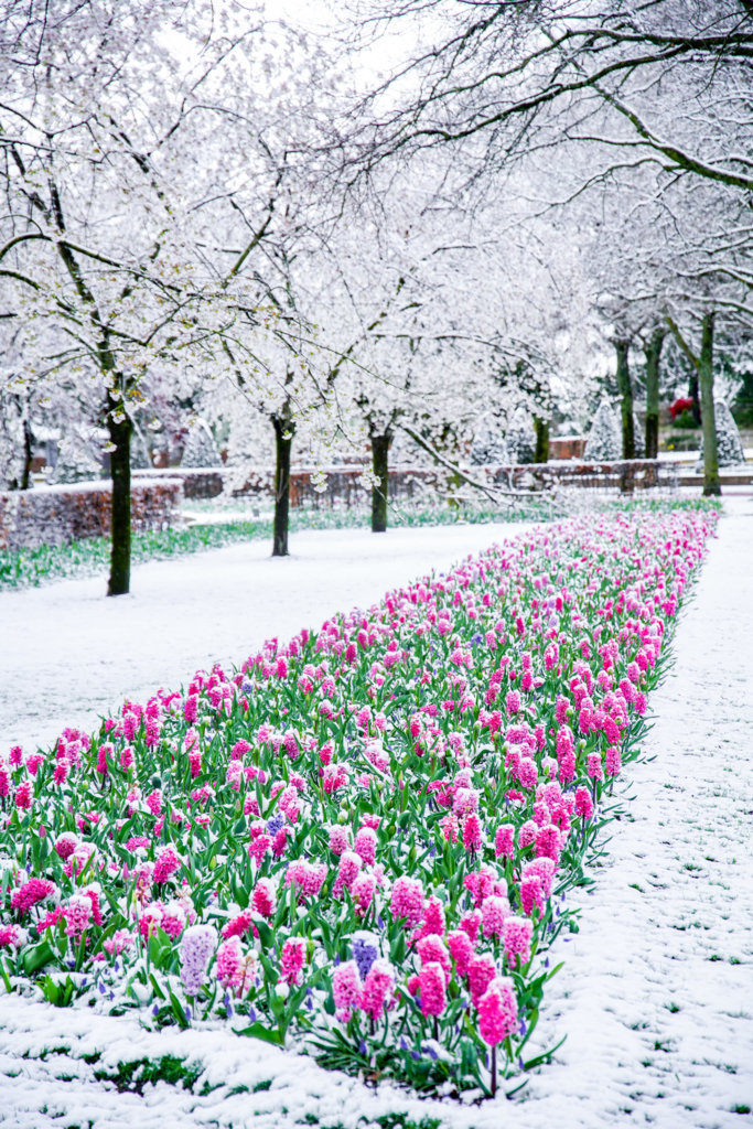 visitkeukenhof's tweet photo. Een bijzondere dag in Keukenhof!❄️ https://t.co/BBJd76fRG1