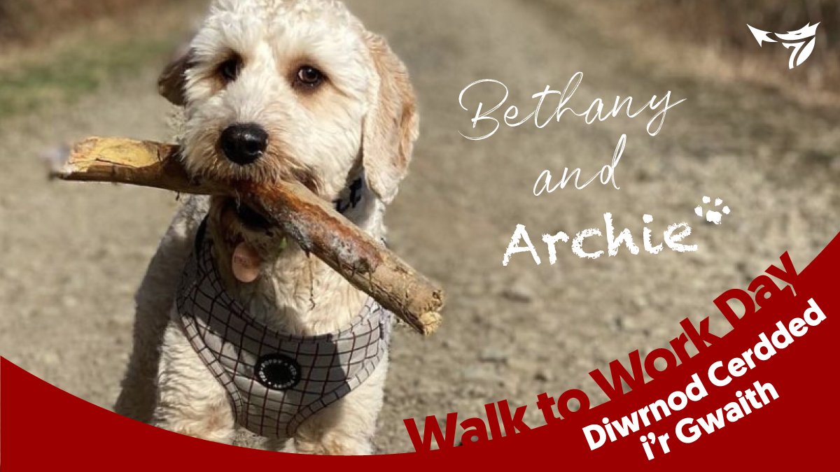 CHCymru's tweet photo. Today is #WalktoWorkDay! While more of us are working from home, it's important to spend time during the day to embrace the outdoors and boost our wellbeing, just like our very own @howellsbethany1 who spends her lunchtime walking her pup Archie. https://t.co/QLIzLkEmTg