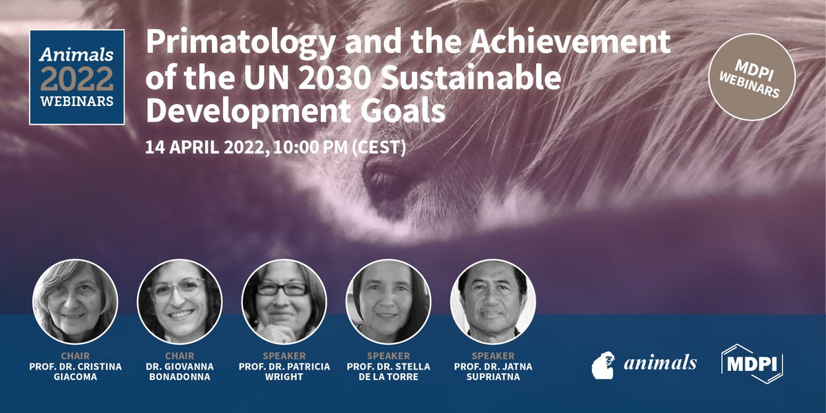 🎉Glad to announce our 2nd #Animals #Webinar on #Primatology and the Achievement of the UN2030 #Sustainable Development Goals! 
👉🏻Register for free at animals-2.sciforum.net!

👥Chairs: Prof. Cristina Giacoma &amp; Dr. Giovanna Bonadonna
📅Save the date: #April14 2022 10:00pm CEST