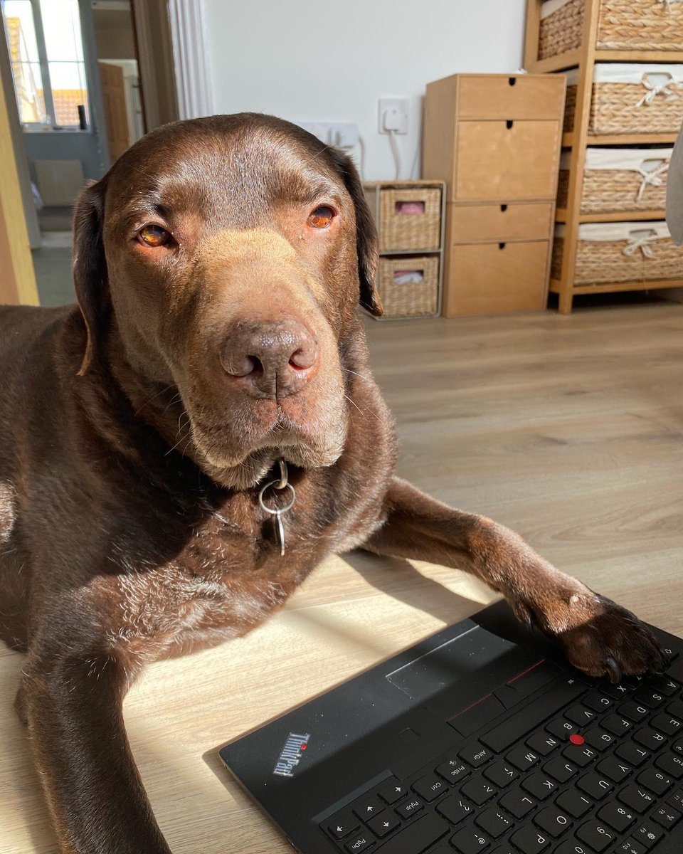Altitude_NE's tweet photo. Dogs that can code >>>
#petswithjobs #python https://t.co/4rIicLJHXd