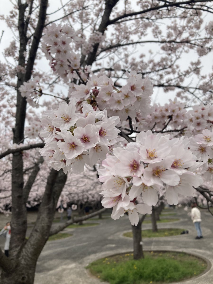 mone_s_711's tweet photo. これからもずっと、桜見るたび2人のシーン思い出すんだろうなあ🌸

#余命10年 https://t.co/oAKS7pSqoq