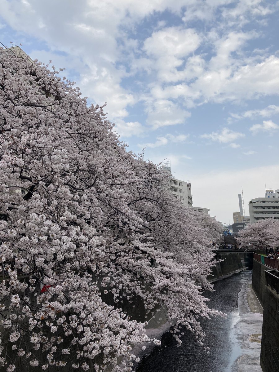 mone_s_711's tweet photo. これからもずっと、桜見るたび2人のシーン思い出すんだろうなあ🌸

#余命10年 https://t.co/oAKS7pSqoq