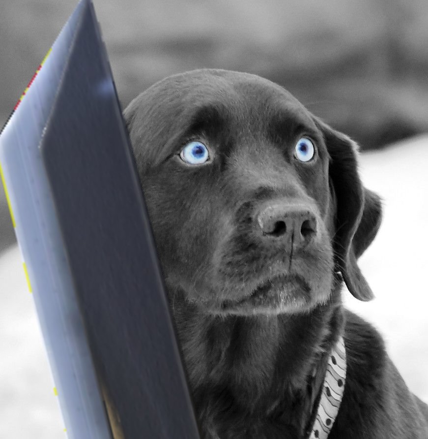 GongagaGamer's tweet photo. Bark https://t.co/WAGjiplG02