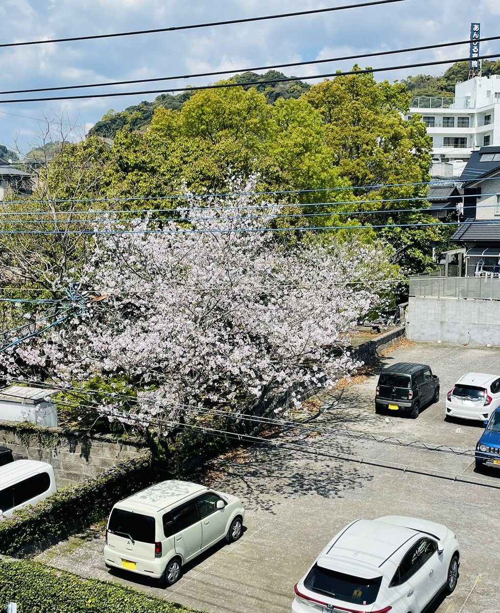chlnacchan's tweet photo. 日本語不自由な上司、うら覚えうら覚え言ってて、いやうろ覚え…間違えるならせめてうる覚えにしましょうね…てか裏って何…と思いながら静観すること早数年。社外でも言ってて恥ずかしいし、あのとき訂正しておけばよかったと最近後悔を始めました……
今年も桜が綺麗です🌸🌸🌸🌸🌸🌸 https://t.co/MbmeBlgz5O