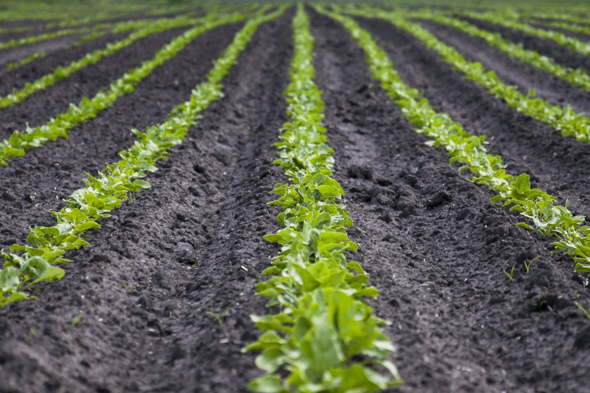 2023 Sugar Beet RL released. Varietal strips will be available to view at future BBRO Demo Farm events.
bbro.co.uk/sugar-beet-var…
<a href="/BritishSugar/">British Sugar</a> <a href="/NFUSugar/">NFU Sugar</a> <a href="/Limagrain/">Limagrain</a> <a href="/KWSUKLtd/">KWS UK Ltd</a> <a href="/sesvanderhave/">SESVANDERHAVE</a> <a href="/GermainsUKBeet/">Germains Seed Technology</a> <a href="/StrubeUK/">Strube UK Ltd</a>