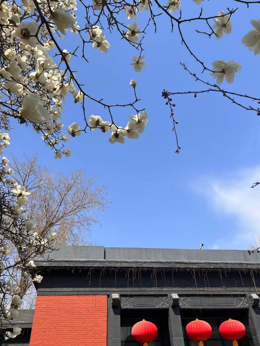LiuHongyang4's tweet photo. Spring in Beijing. 

Photos from a friend. https://t.co/P75XuwWaYT