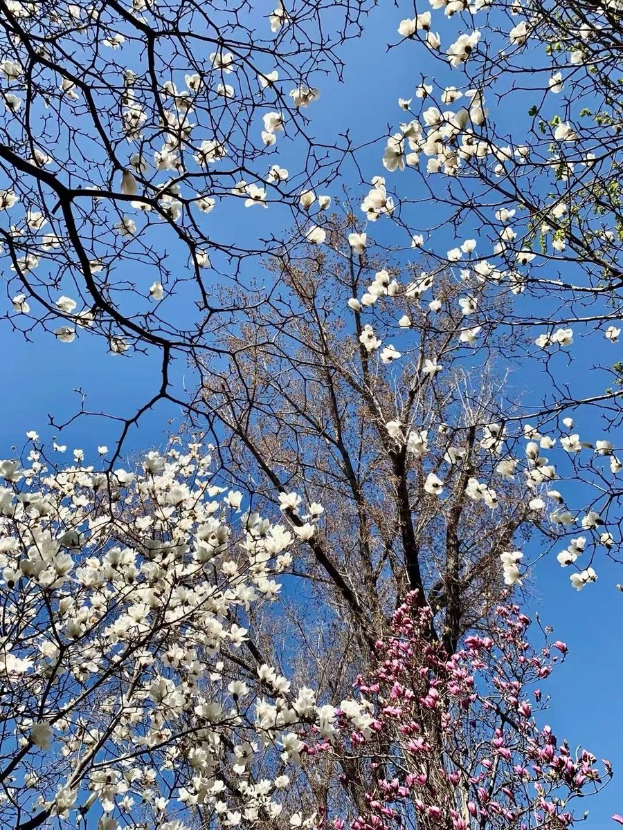 Spring in Beijing. 

Photos from a friend.