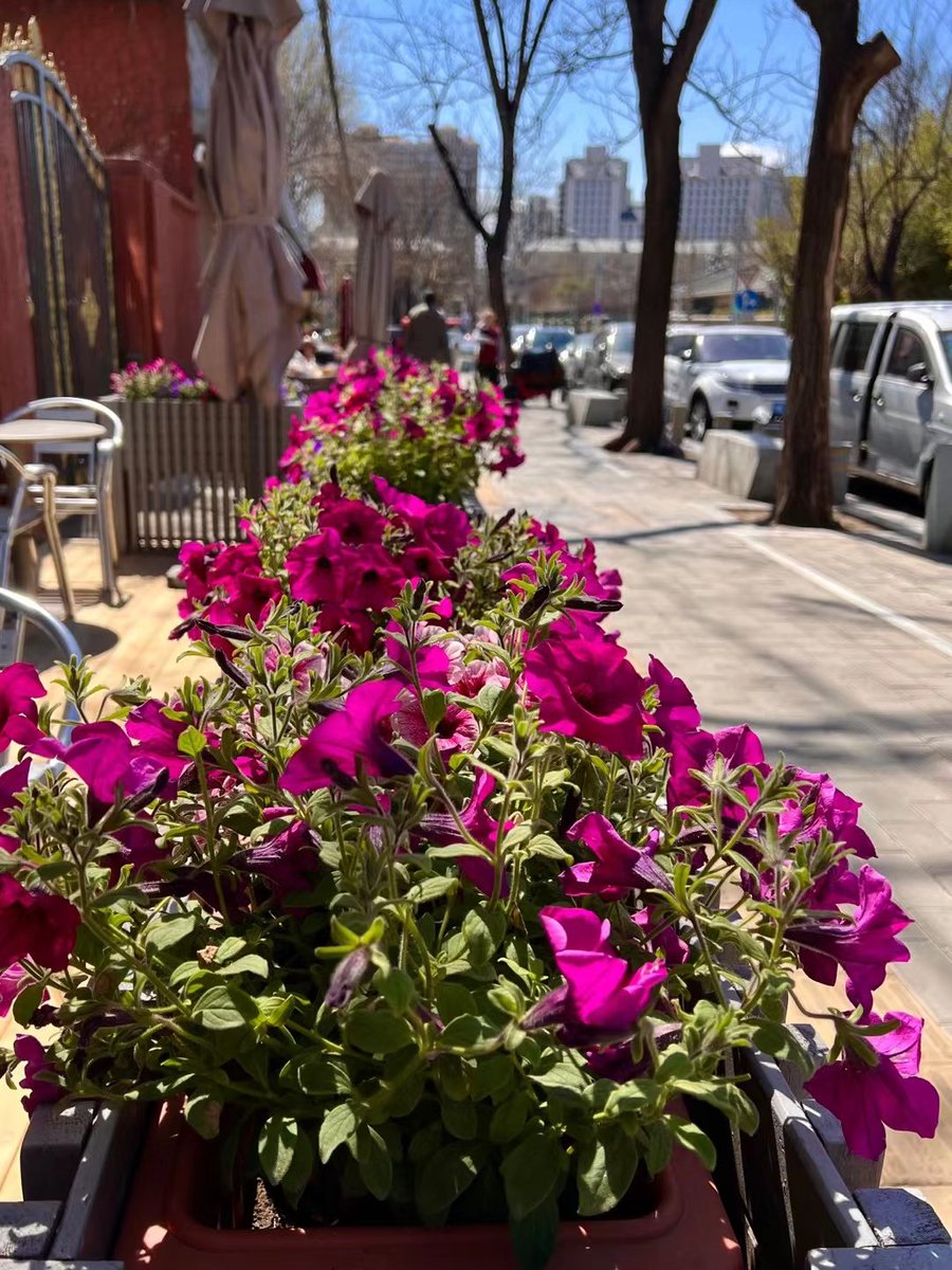 LiuHongyang4's tweet photo. Spring in Beijing. 

Photos from a friend. https://t.co/P75XuwWaYT