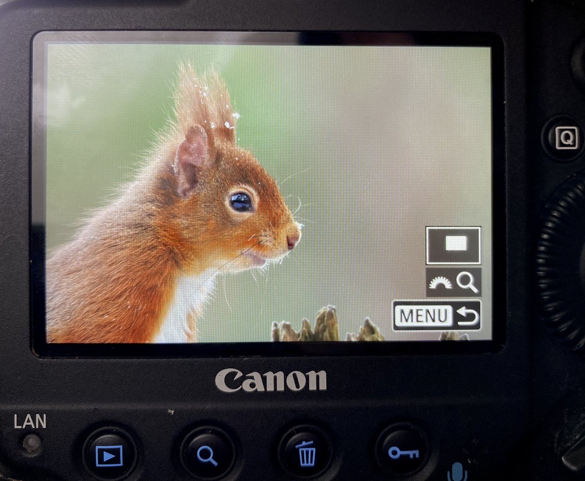 highland_andy's tweet image. Cheeky!
🐿😎📷🥰